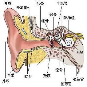 乳突|急性乳突炎症状